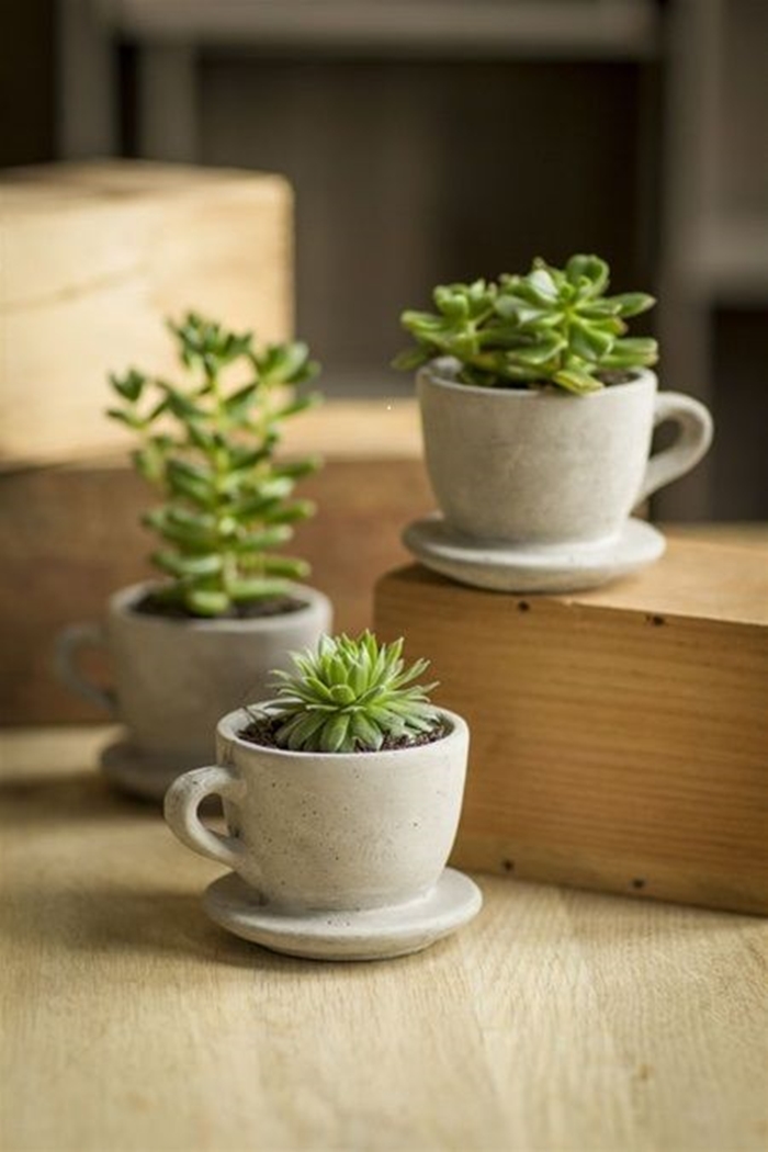 Dicas: Plantinhas para Decorar o Escritório! | Lolahome